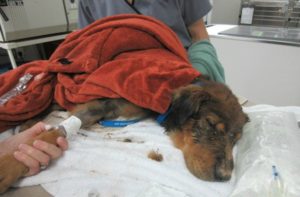 Dog Rescued From Phoenix Canal