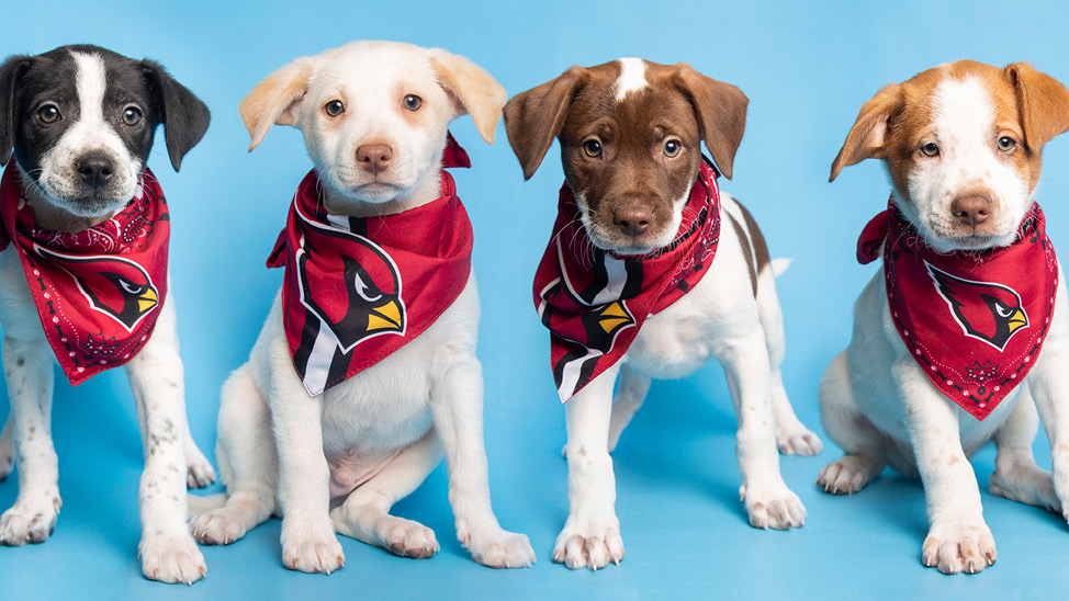 cardinal draft puppies with bandanas