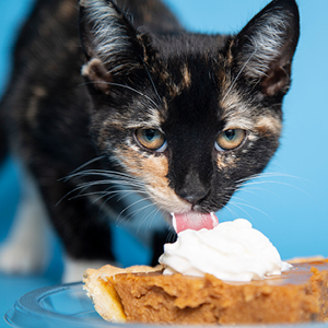 Cat eating pumpkin pie