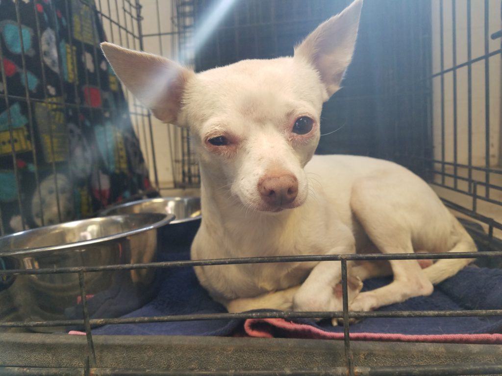 Four Chihuahuas Rescued