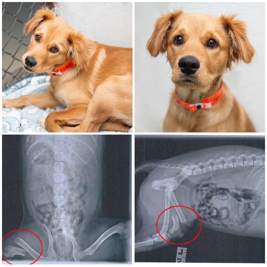 puppy and animal abuse x-rays 