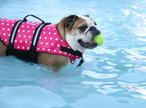 Dog in Life Vest for pool safety