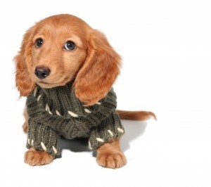 dog-in-sweater-print-300x266