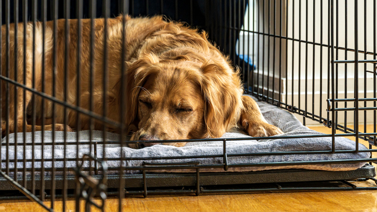 Dog on crate rest
