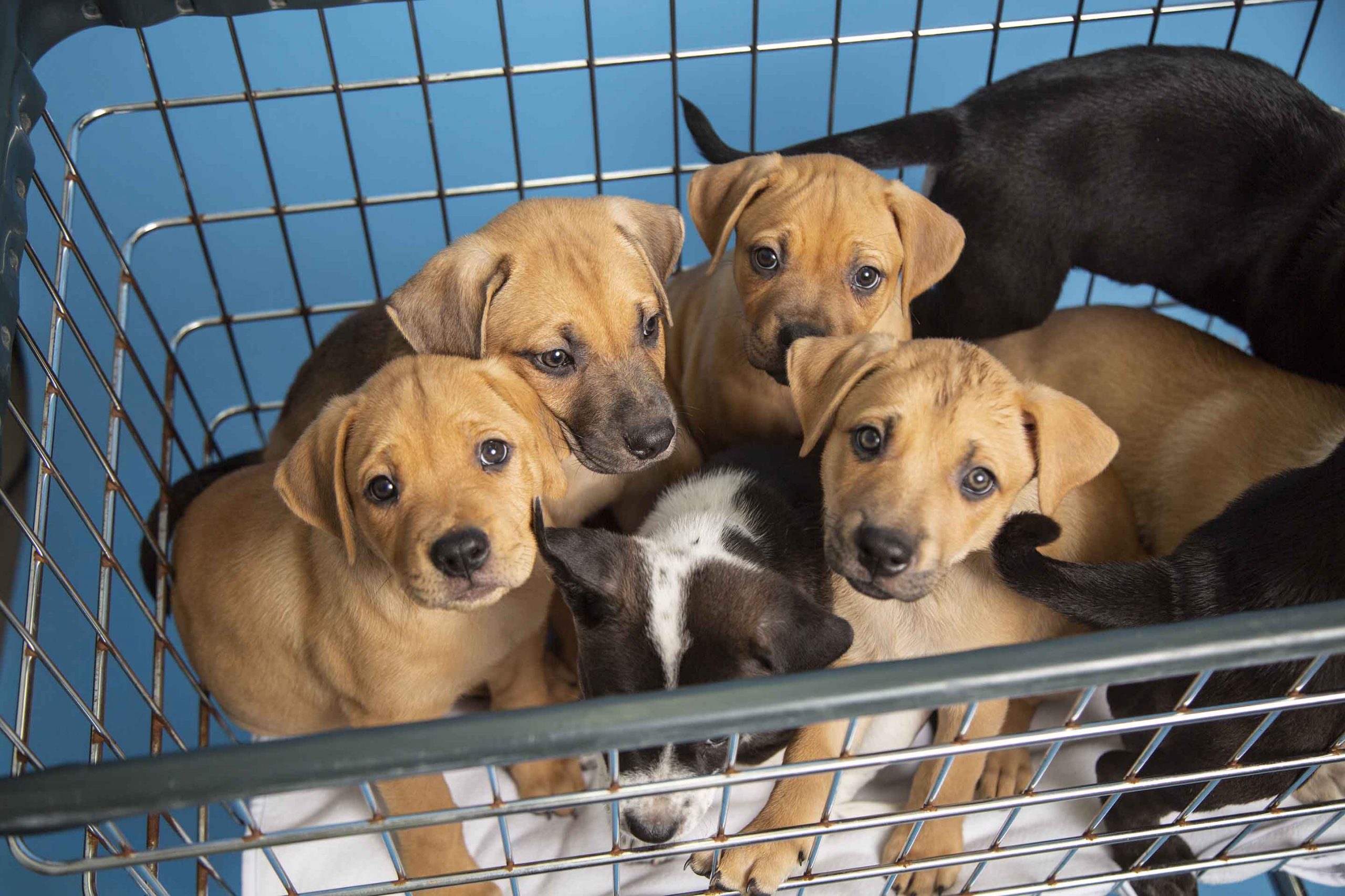 several puppies in a metal basket