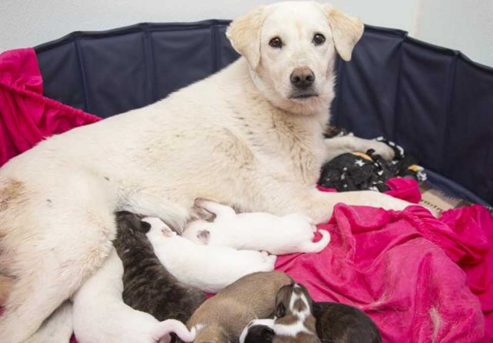 Female Dog and puppies in need of Foster Home