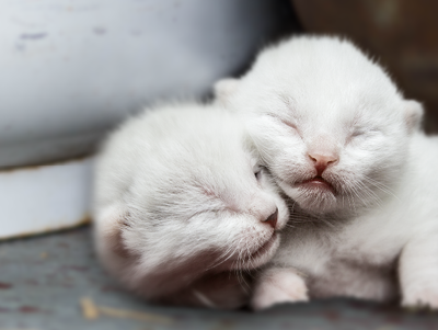 newborn kittens outside