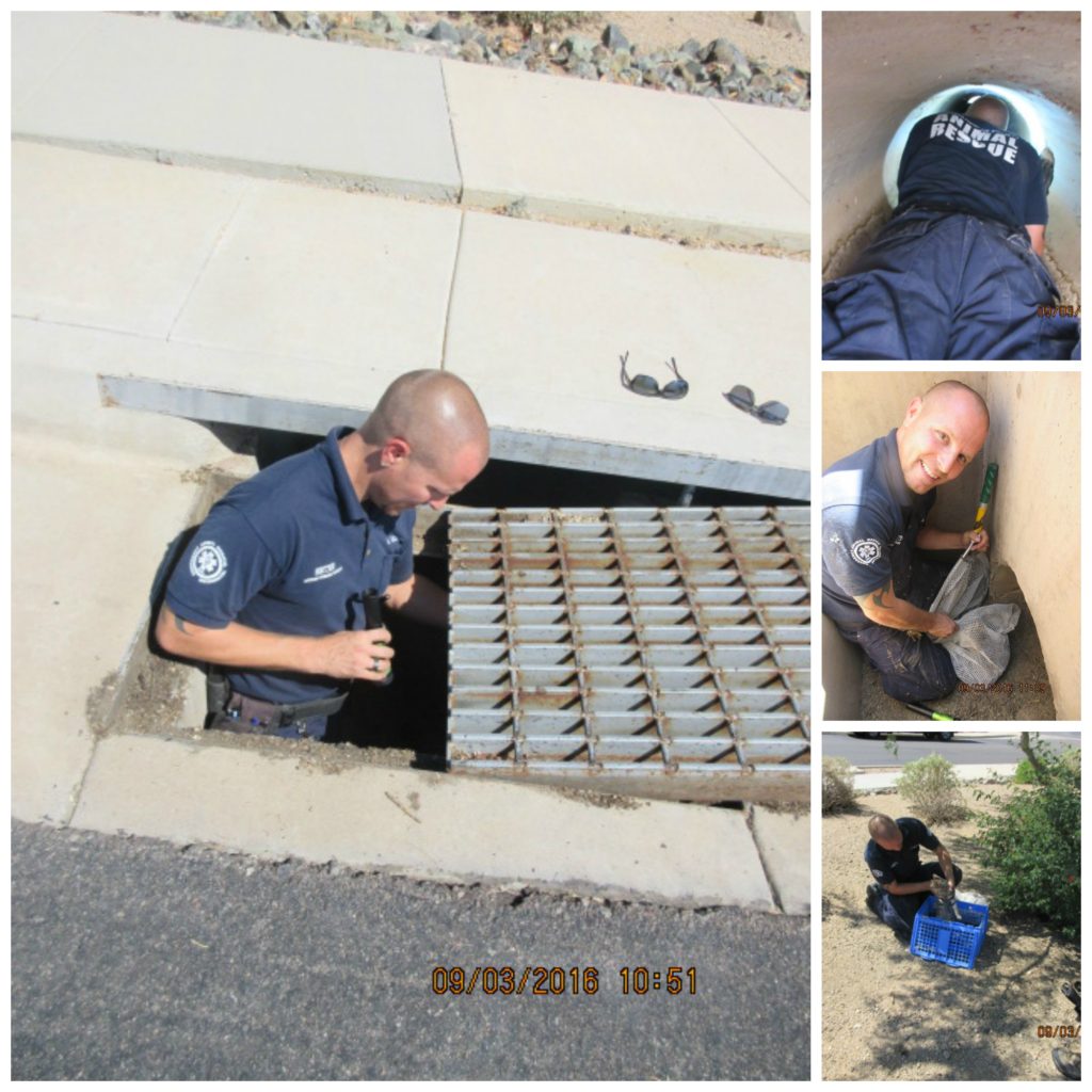 cat rescued from storm drain