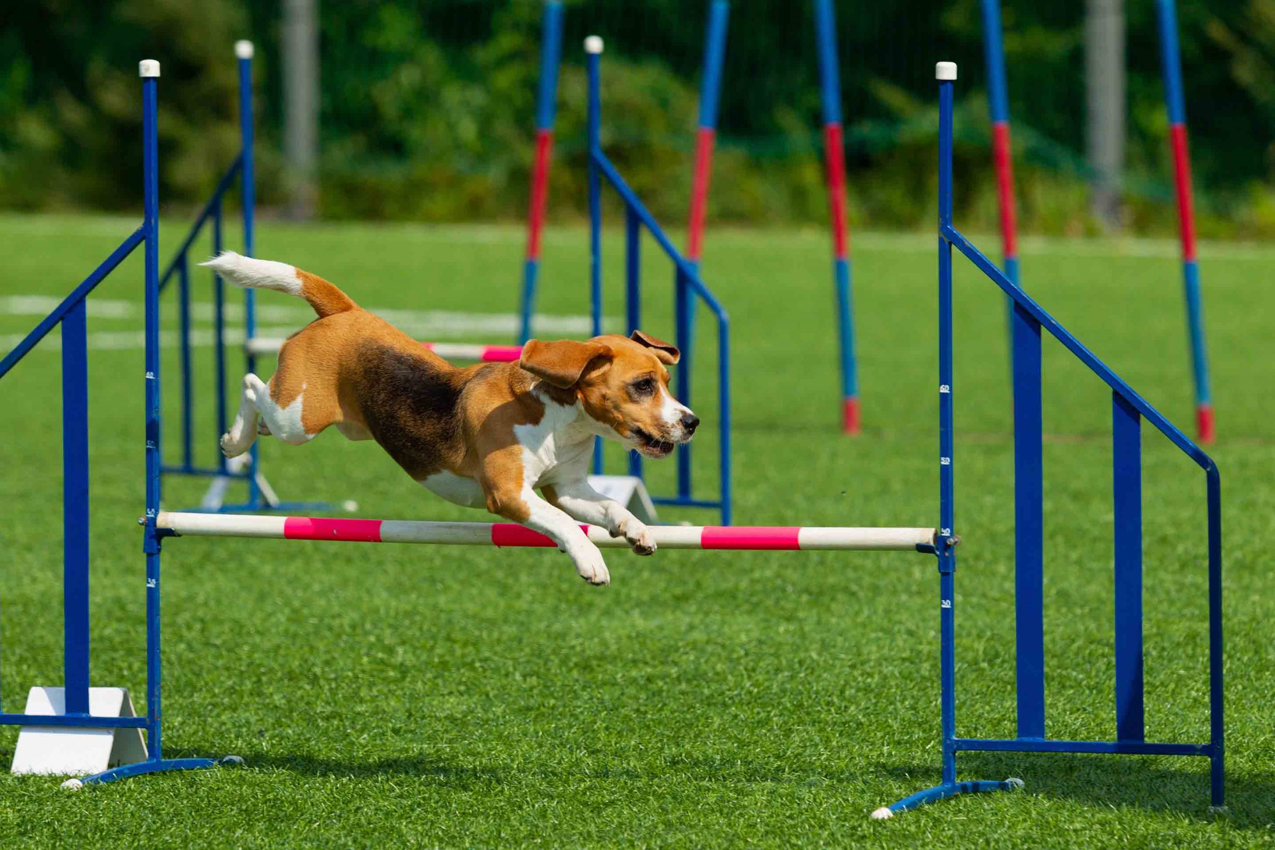 a small dog jumps over a hurdle