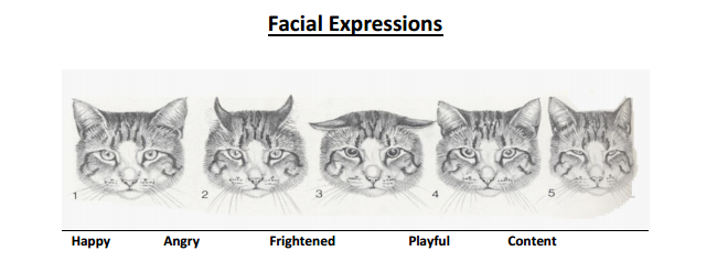 facial_expressions