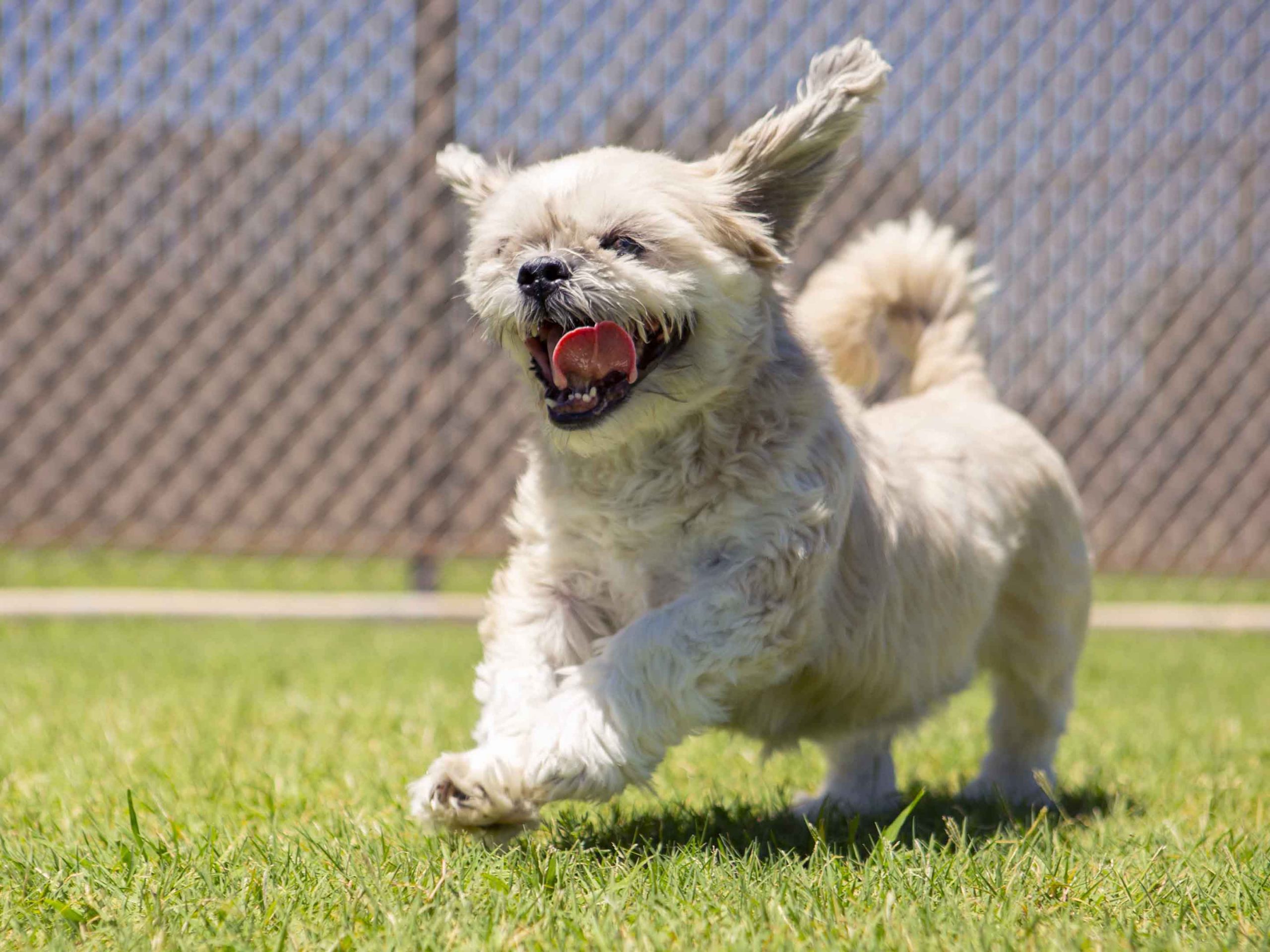 a small white dog plays at the park