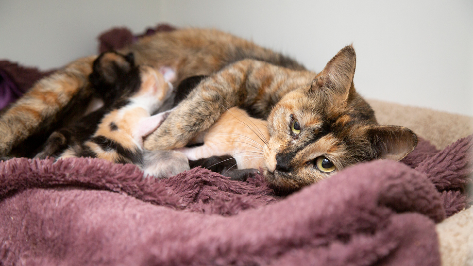 Foster Cat Nursing Kittens