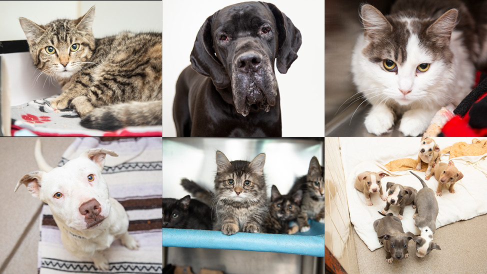 Collage of Foster Pets In Need of Home