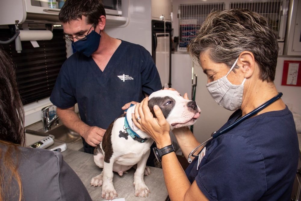 dog's head held in hands of vet