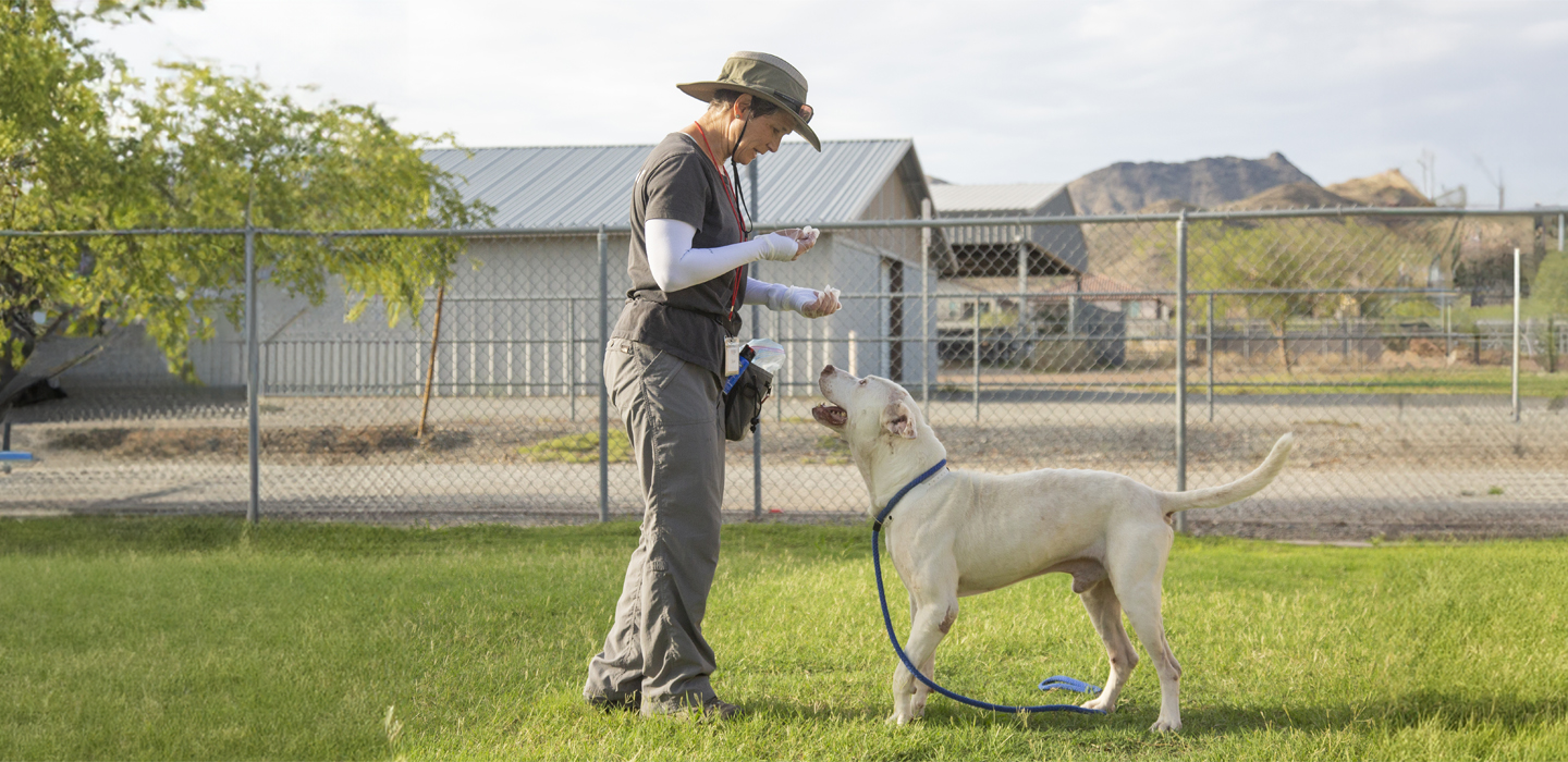 Dog Training Classes Arizona Humane Society