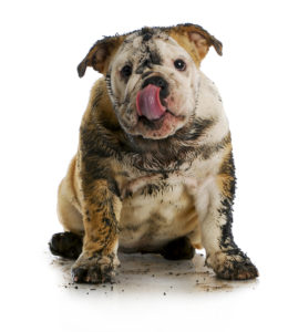 dirty dog - muddy english bulldog sitting on white background