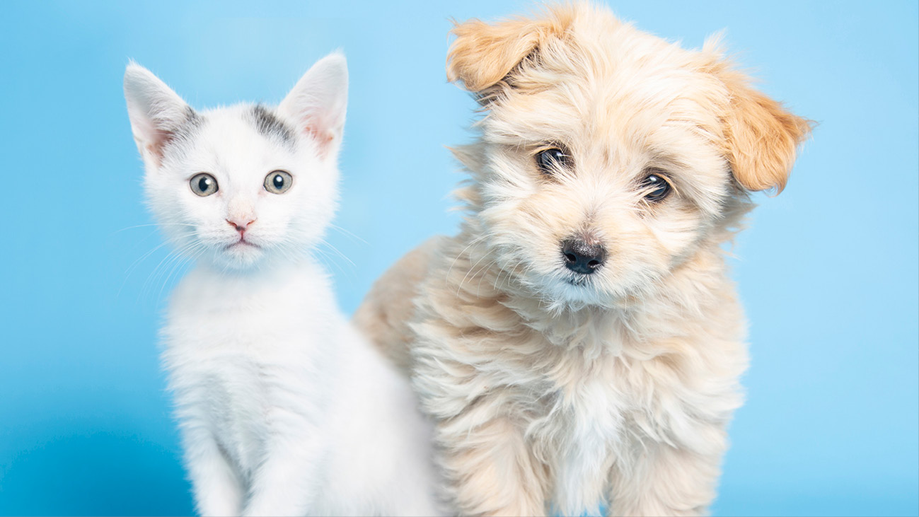 PetSmart Charities National Adoption Week