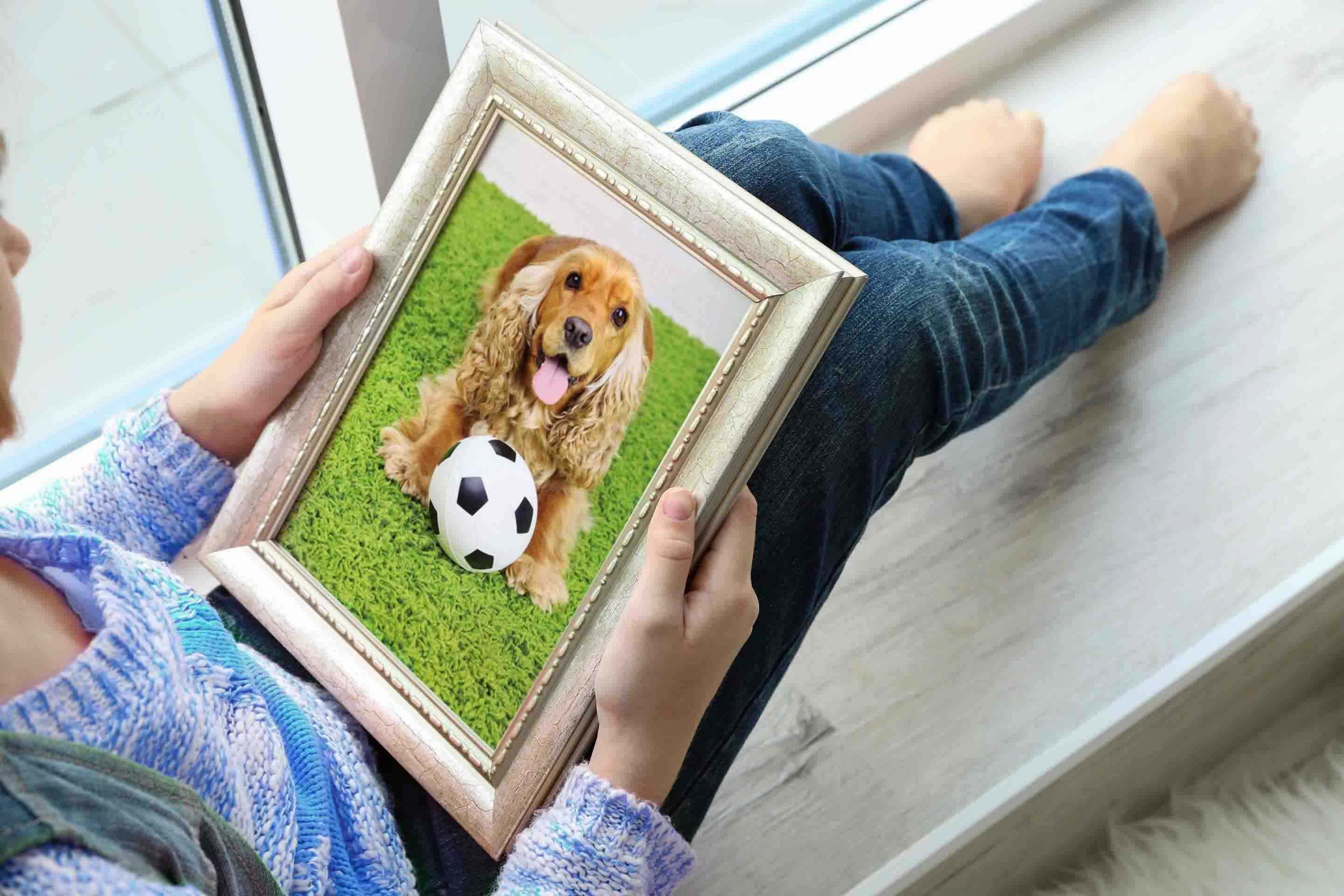 photo of cocker spaniel in picture frame
