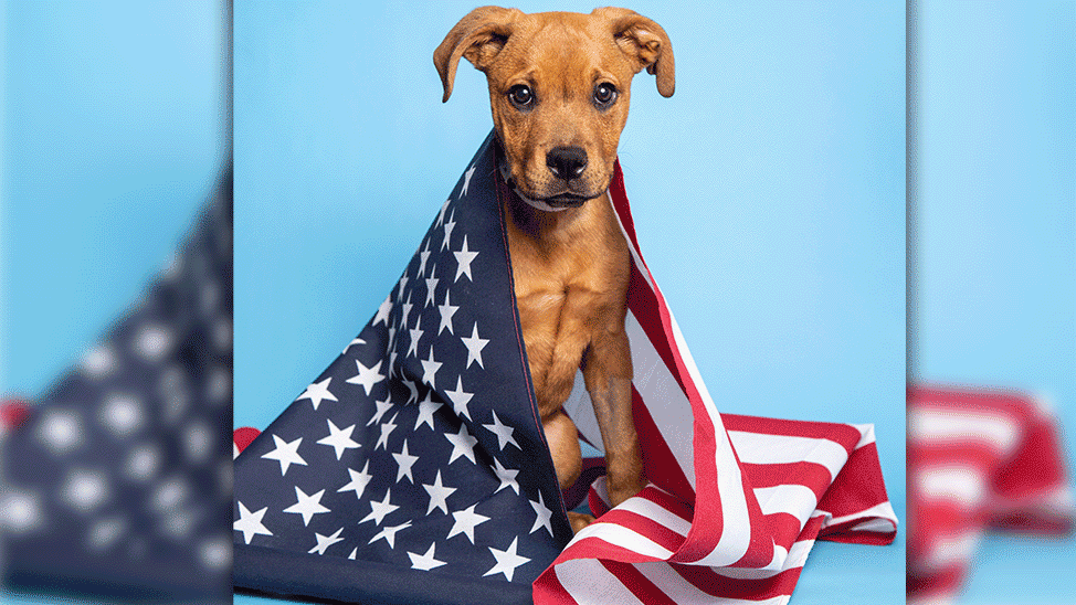 Cute Puppy Wrapped In American Flag