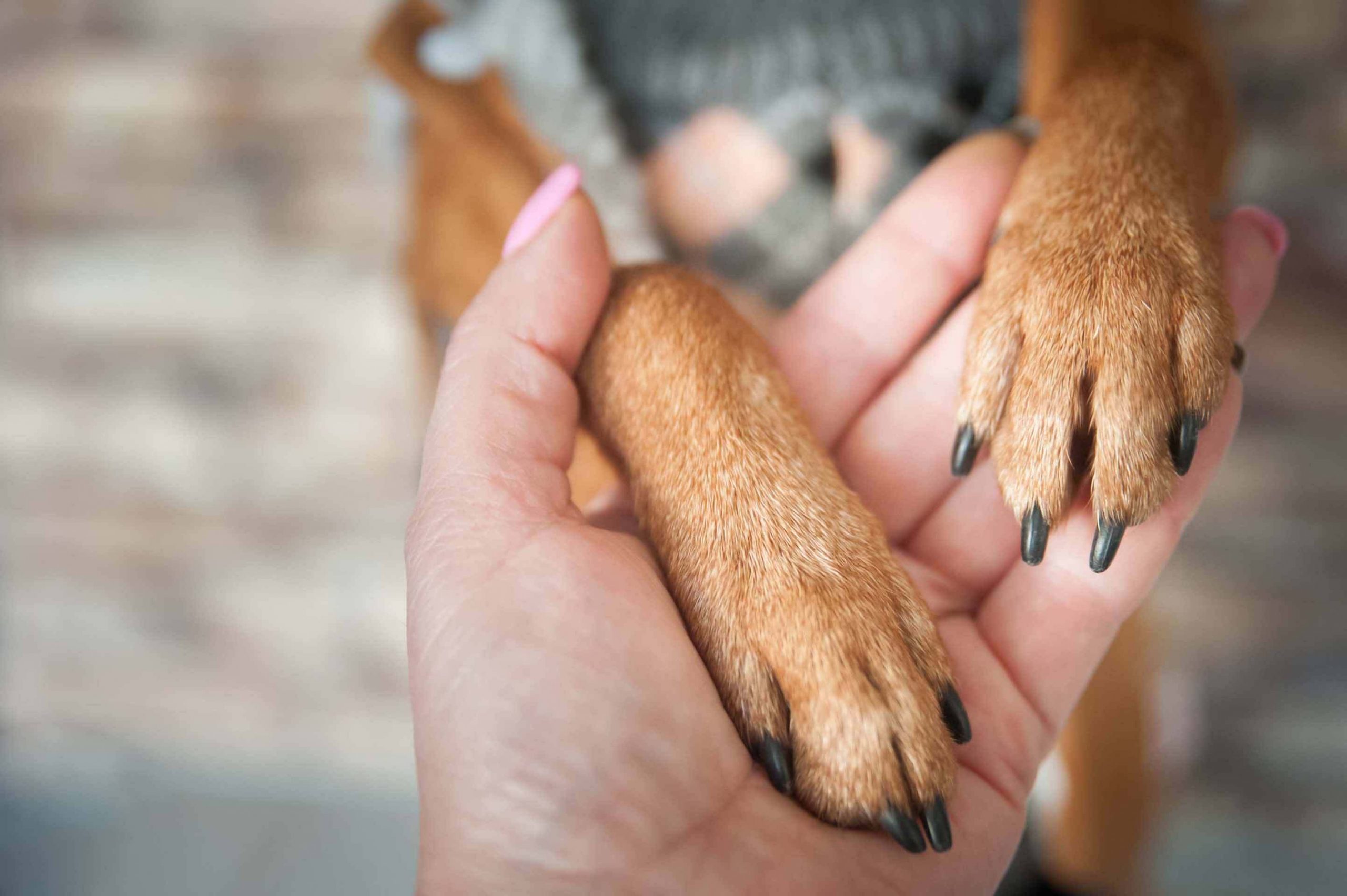 small dog paws in human hand