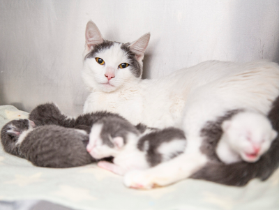 mother cat with newborn kittens