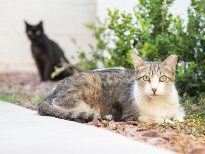 outdoor stray cats