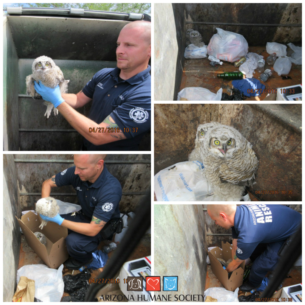 owl rescue collage 3