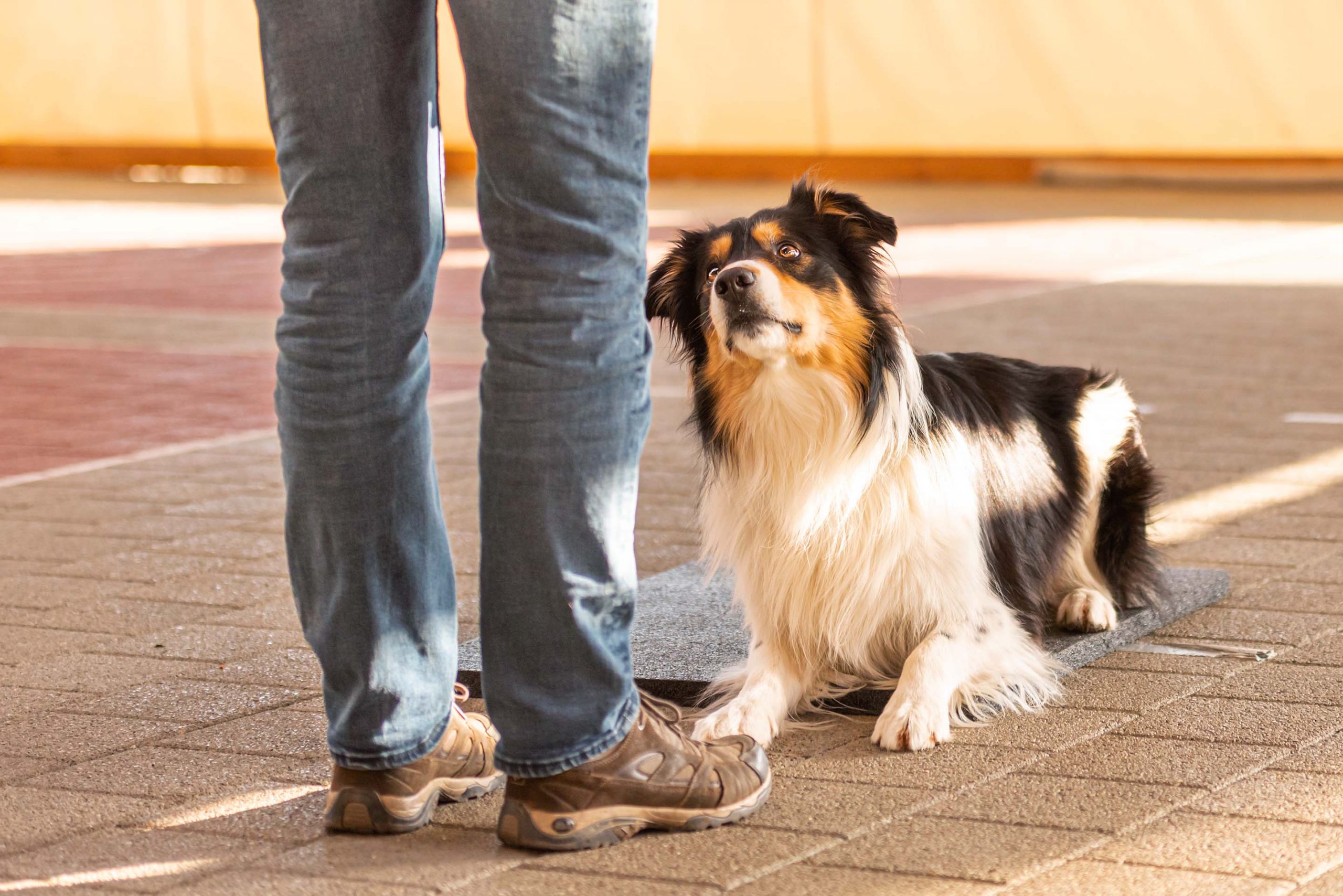 border collie lies down waiting for command