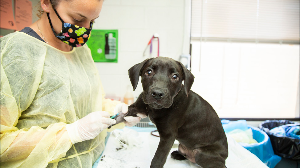 vet tech vaccinating puppy