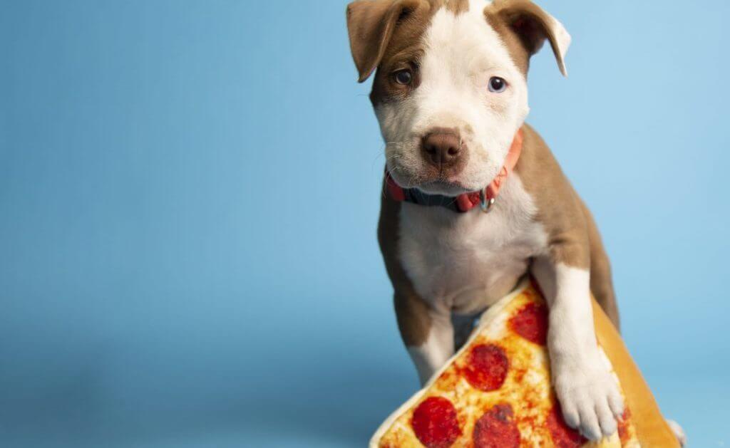 puppy posing in front of blue wall with pizza toy