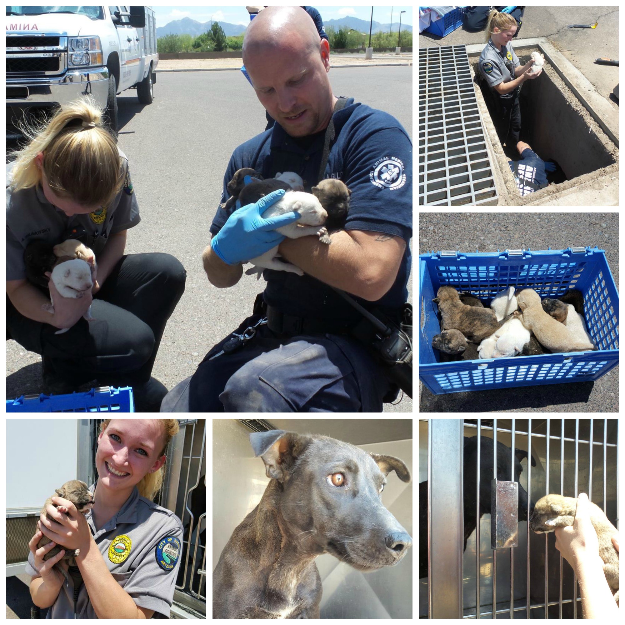 puppies rescued from storm drain 