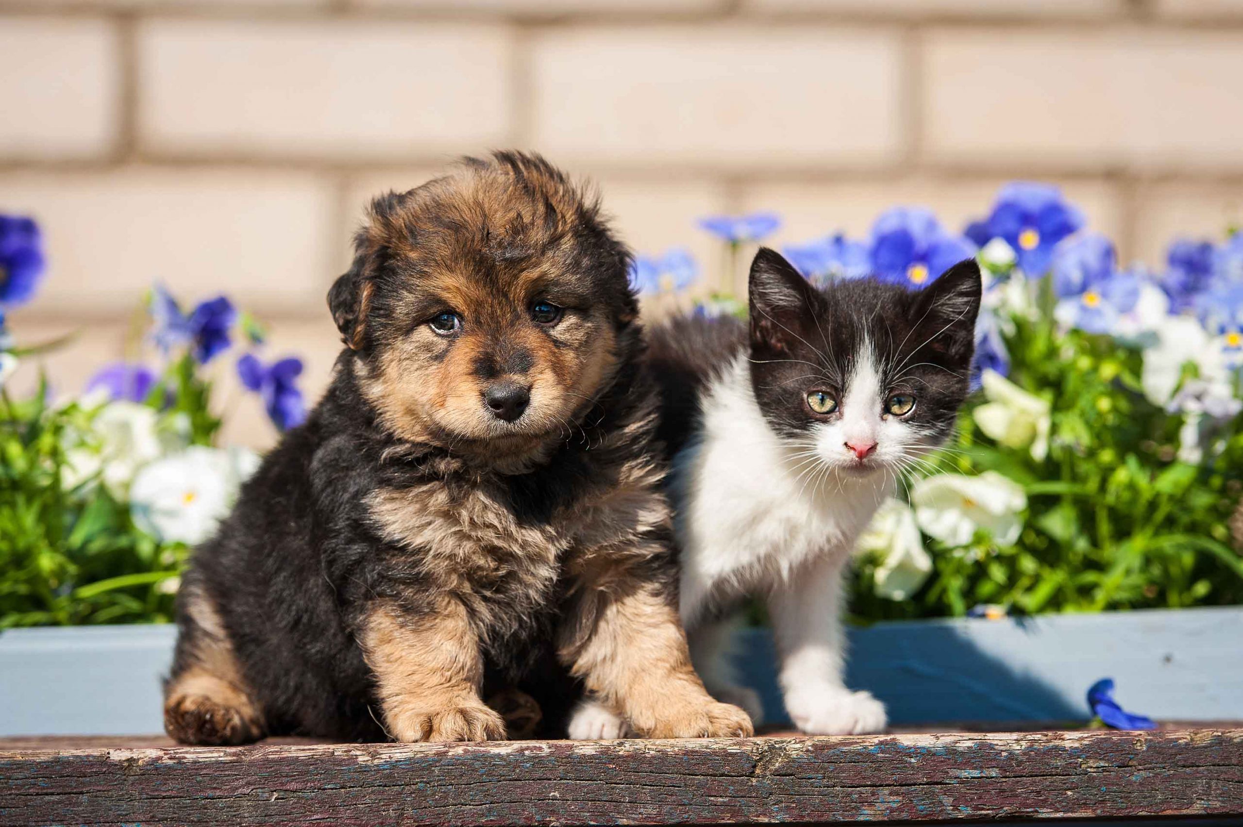 very fluffy puppy and kitten next to flowers