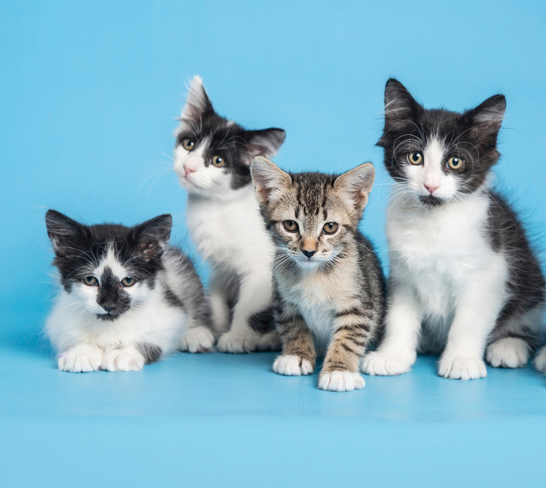 Home Page - Arizona Humane Society