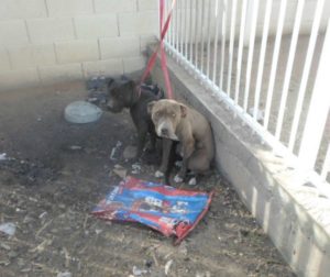 Pups saved by Tethering Ordinance