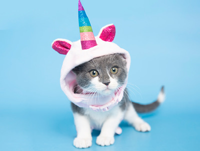 Kitten in unicorn costume