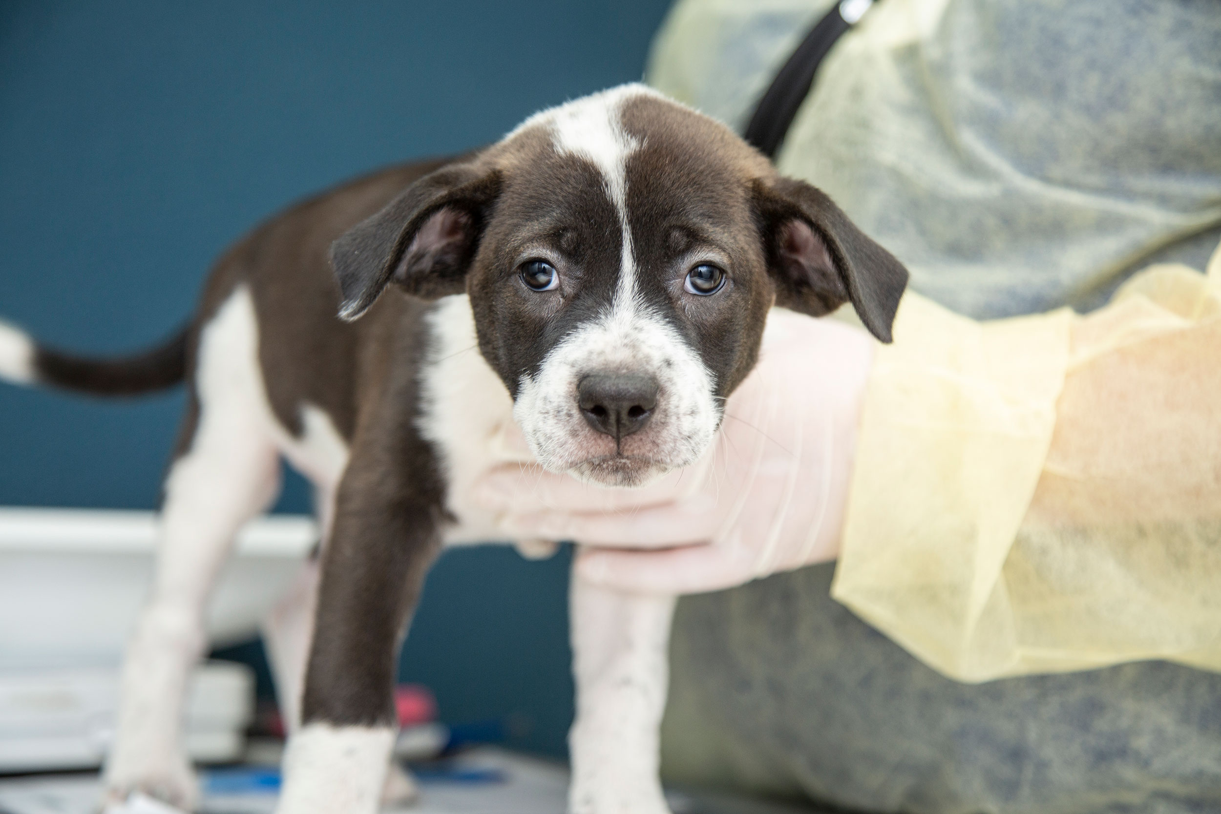Puppy Vaccinations: When to Get Them and Why