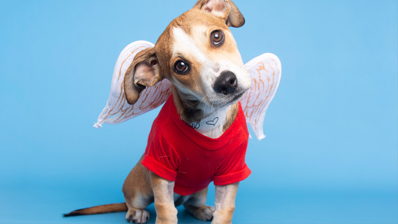 Valentine dog wearing angel wings
