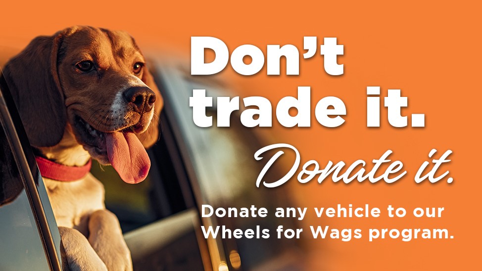 vehicle donations image with beagle