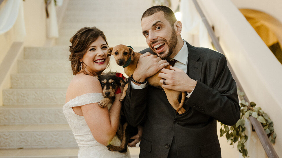groom and bride holding puppies at wedding